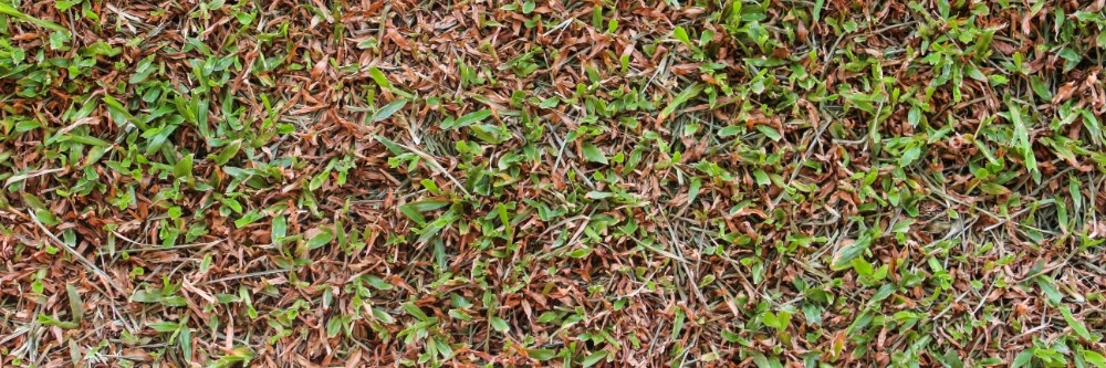 Rust on a lawn
