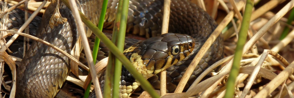 snake inspection