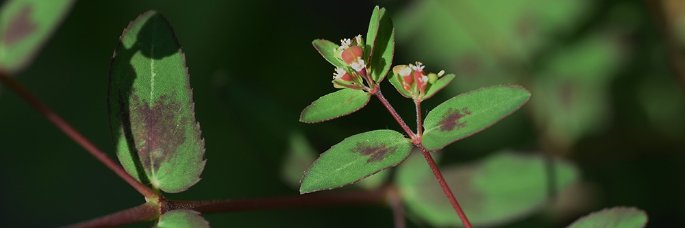 Close Up of Spotted Spurge