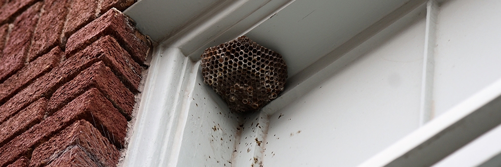 Wasp Nest