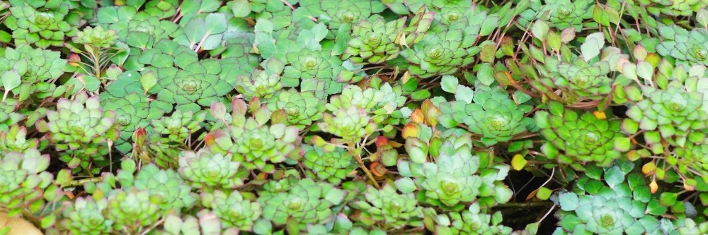 Water Chestnut