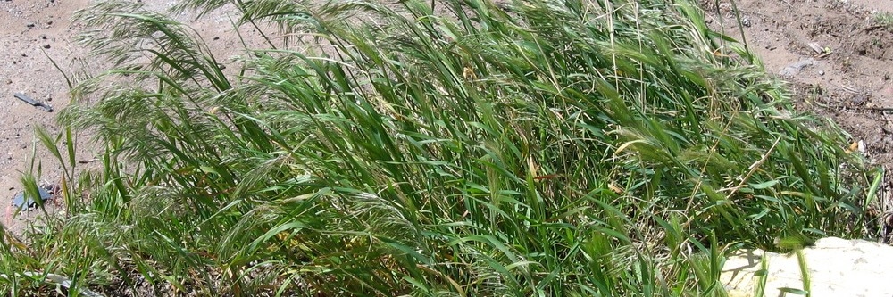 Downy Brome Inspection