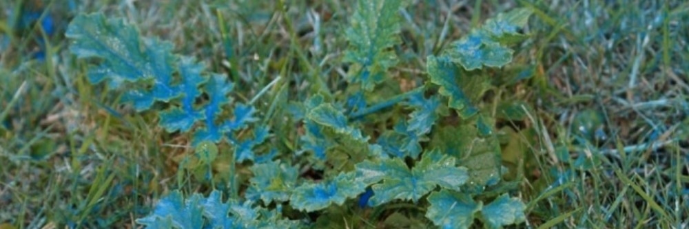 Turf Mark Blue Dye