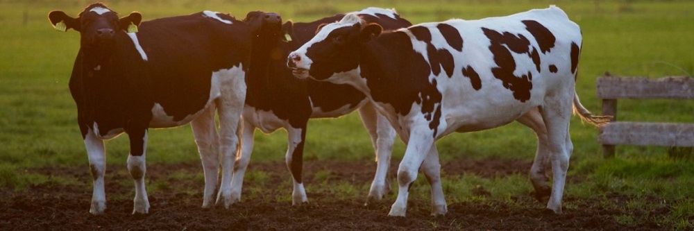 Vector-Ban on cattle