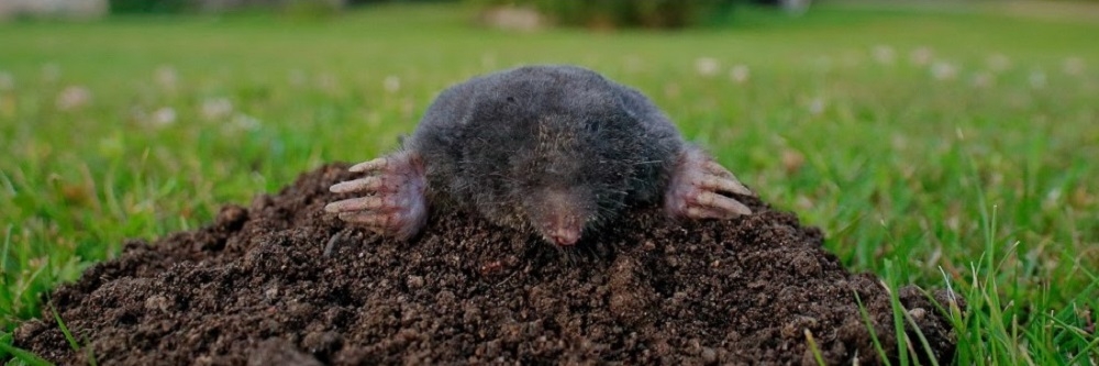 Mole