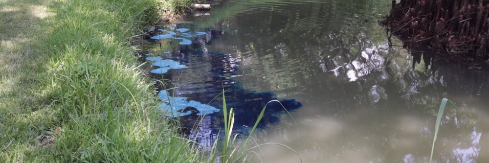 Applying Blue pond dye Applying Blue pond dye