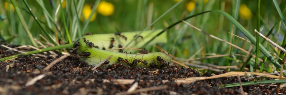 ants outside in yard