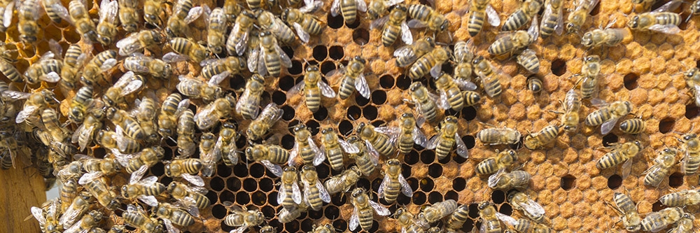 Honey Bee Hive Honey Bee Hive