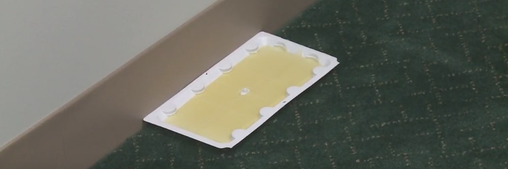 Stick Em Glue Trap Placement