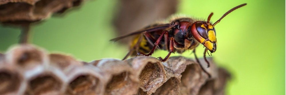 hornets lure