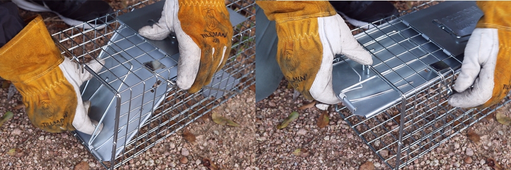 Live Trap Arming Arming live trap