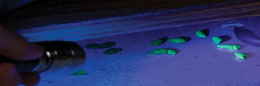 Lumitrack glowing droppings