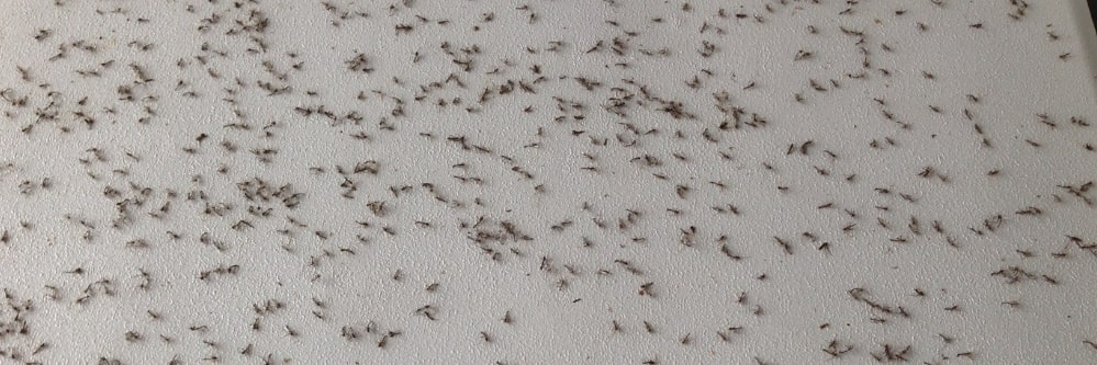 Naprovit results in dead bugs