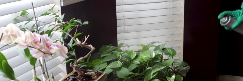 Plants being sprayed with Pyrid Aerosol