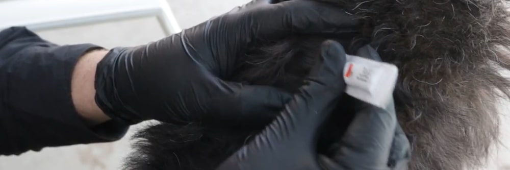 Prefurred treatment on a dog