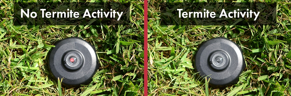 Red Eye Visual Cue for Termite Activity Red Eye Visual Cue for Termite Activity