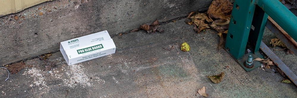 Solutions Pro Glue Trap