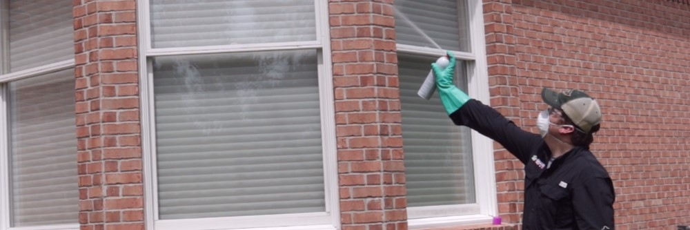 Spraying Stinging Pest
