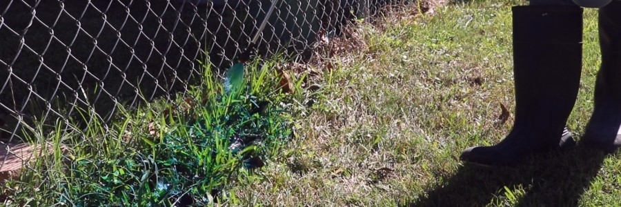 vision dye weeds